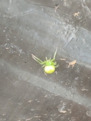 Araneus unanimus
