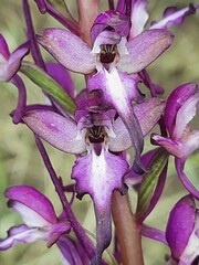 Himantoglossum formosum