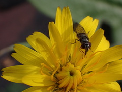 Platycheirus trichopus