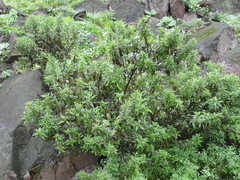 Ophryosporus pubescens