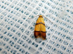 Heteroteucha distephana