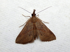 Hypena obacerralis