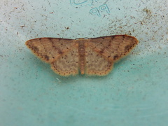 Idaea halmaea