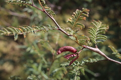 Mimosa aculeaticarpa