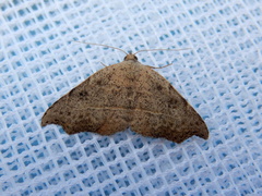 Laspeyria concavata