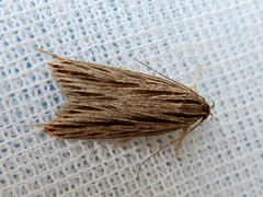 Leistarcha scitissimella