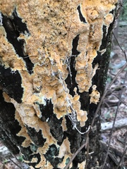 Pycnoporellus alboluteus