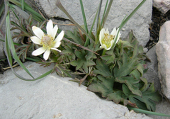 Anemone tuberosa