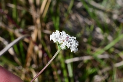 Melanthera angustifolia