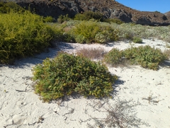 Coulterella capitata