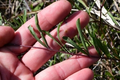 Melanthera angustifolia