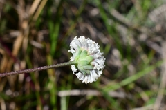 Melanthera angustifolia
