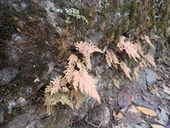 Selaginella involvens