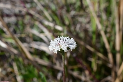 Melanthera angustifolia