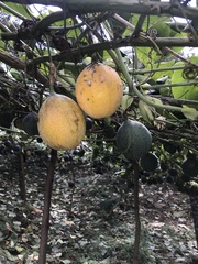 Passiflora ligularis