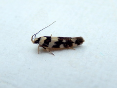 Macrobathra bigerella