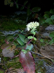 Hylotelephium telephium