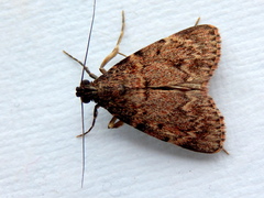 Mimaglossa nauplialis