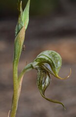 Pterostylis excelsa