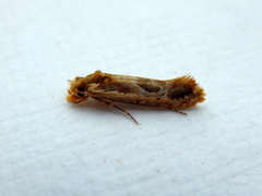 Moerarchis inconcisella