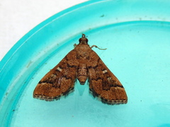 Nacoleia rhoeoalis