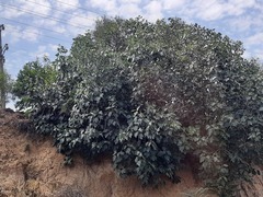 Ficus carica