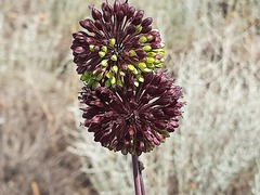 Allium atroviolaceum