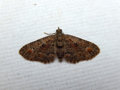 Pasiphilodes testulata