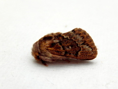 Pernattia pusilla