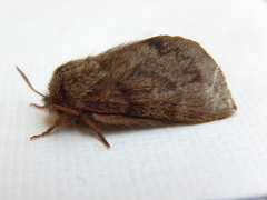 Pernattia pusilla