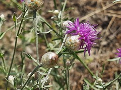 Centaurea arenaria