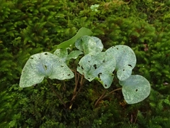 Asarum