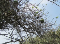 Strychnos madagascariensis