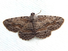 Psilosticha absorpta