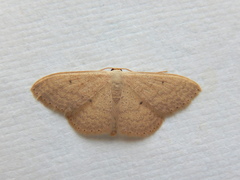 Scopula optivata