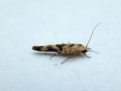 Stathmopoda melanochra