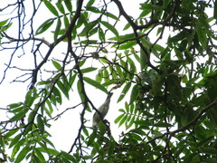 Leiothlypis peregrina