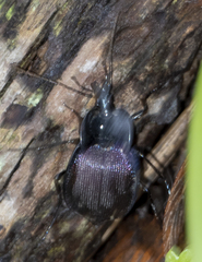 Scaphinotus elevatus
