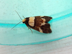 Thallarcha phalarota