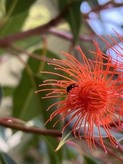 Tetragonula carbonaria