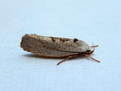 Tymbophora peltastis