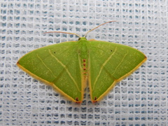 Urolitha bipunctifera