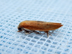 Wingia psittacodes