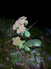 Hylotelephium telephium