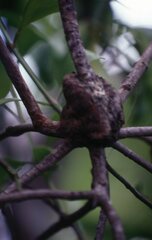 Decaisnina forsteriana