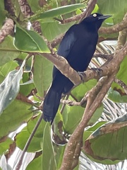 Quiscalus lugubris