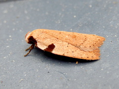 Zonopetala quadripustulella