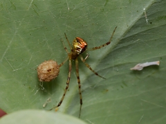 Theridion pyramidale