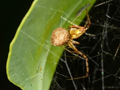 Theridion pyramidale