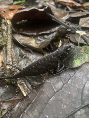 Brookesia